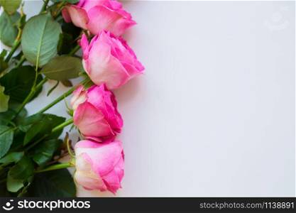 Pink roses lay in a row on a white table. Valentine background with copy space. beautiful pink rose