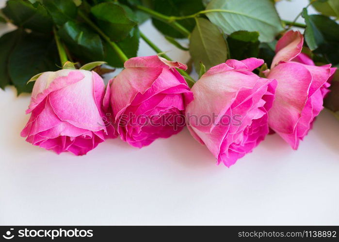 Pink roses lay in a row on a white table. Valentine background with copy space. beautiful pink rose