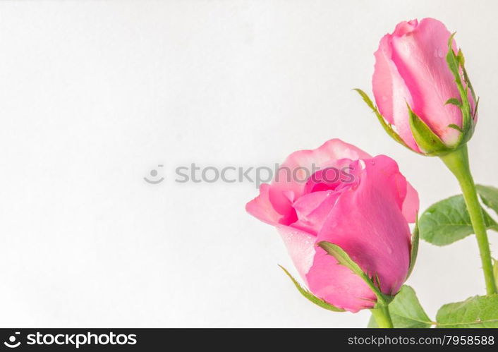 pink roses on a white background with space for your text