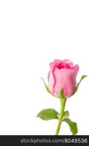 pink roses on a white background with space for your text