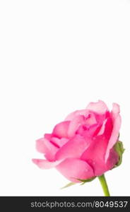 pink roses on a white background with space for your text