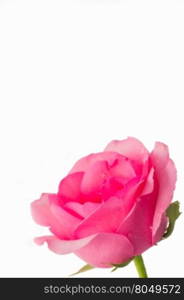 pink roses on a white background with space for your text