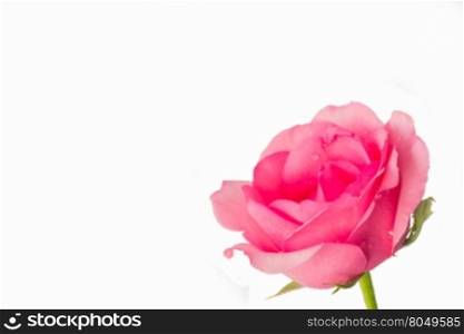 pink roses on a white background with space for your text