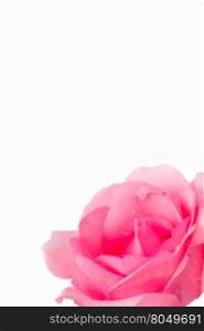 pink roses on a white background with space for your text
