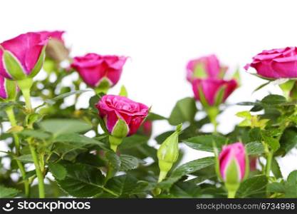 pink roses on white background