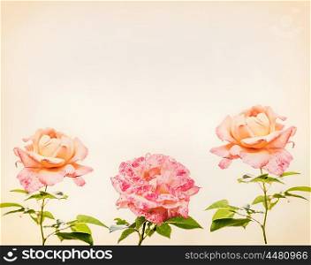 Pink roses , romantic greeting card,sepia