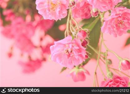 Pink roses with green leaves as a background for design