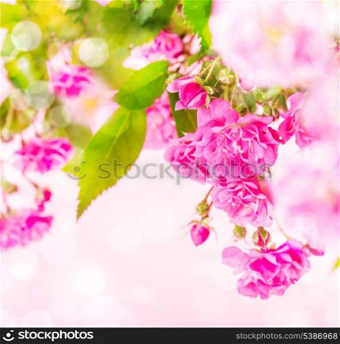 Pink roses with green leaves as a background for design