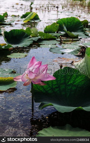 Pink royal lotus flower in Talay Noi Fowl Reserve, Ramsar wetland resevior of Songkhla Lake, Phattalung - Thailand