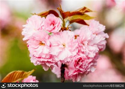 Pink Sakura Cherry Tree Flowers Blossom In Spring