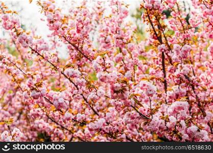Pink Sakura Cherry Tree Flowers Blossom In Spring