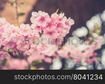 Pink Sakura flower blooming.