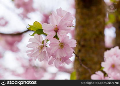 Pink Sakura flower blooming, cherry blossom in the garden