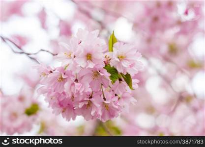 Pink Sakura flower blooming, cherry blossom in the garden