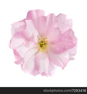 Pink sakura flower isolated on white background, macro close up studio shot