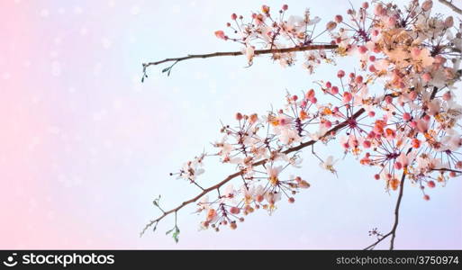 Pink Sakura flowers are blooming with blue sky