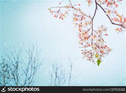 Pink Sakura flowers are blooming with snow blue sky