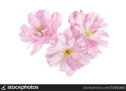 Pink sakura flowers isolated on white background, macro close up studio shot