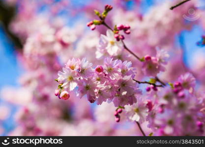 Pink sakura flowers,Sakura flowers blooming.