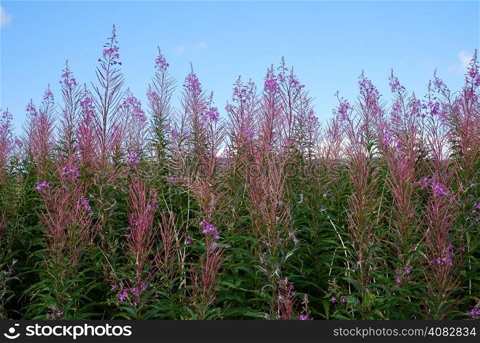 Pink scottish wildflowers