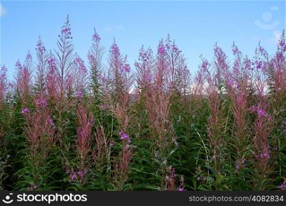 Pink scottish wildflowers