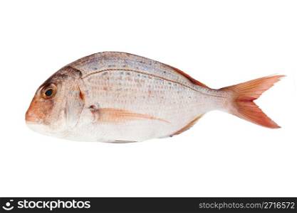 pink sea bream isolated on white background with clipping path