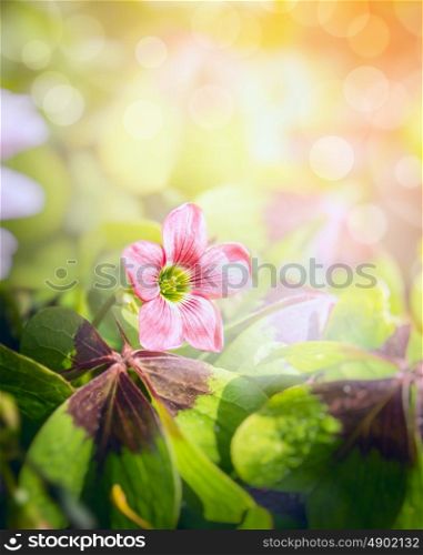 Pink shamrock flower over blurred garden background