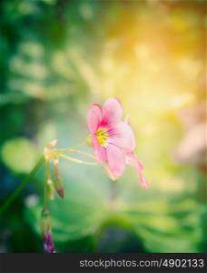 Pink shamrock flower over blurred garden background