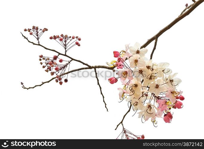 Pink shower blossom (Cassia javanica) isolate on white background