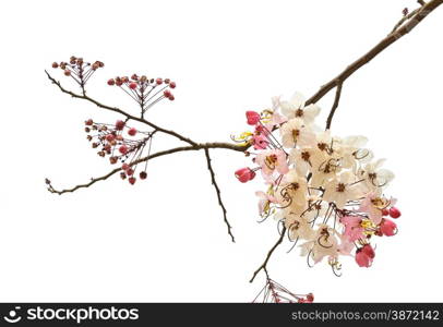 Pink shower blossom (Cassia javanica) isolate on white background