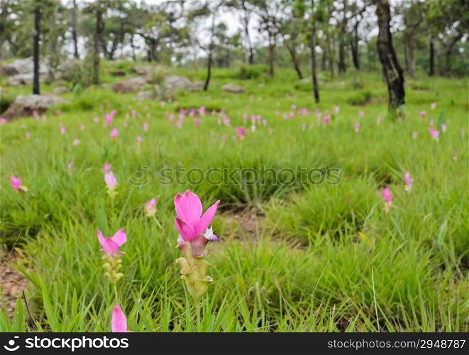 Pink Siam Tulip field in forest