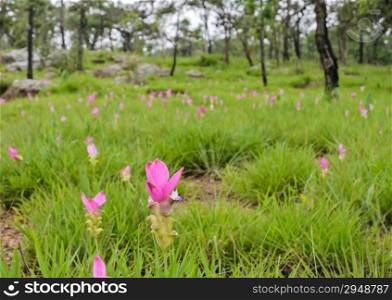 Pink Siam Tulip field in forest