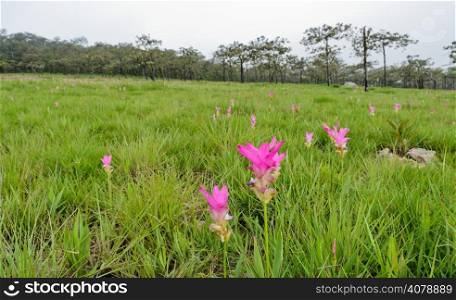Pink Siam Tulip field in forest, Thailand