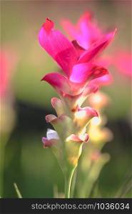 Pink Siam Tulip Flower