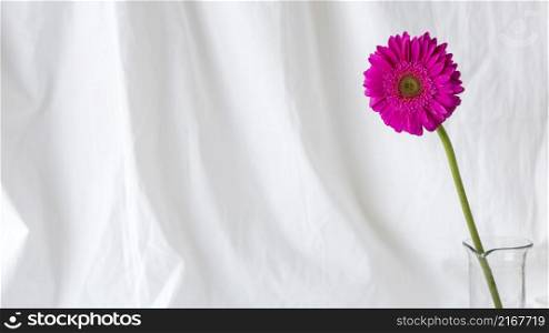pink single gerbera flower front white curtain