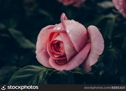 Pink single rose in the early morning outdoors. Vintage toning. Floral nature background. Pink single rose in the morning outdoors