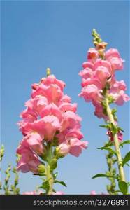 pink snapdragon flower in wild under blue sky.