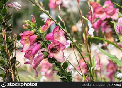Pink snapdragon flowers surrounded by lilac flowers in summer public garden. Pink snapdragon flowers surrounded by lilac flowers