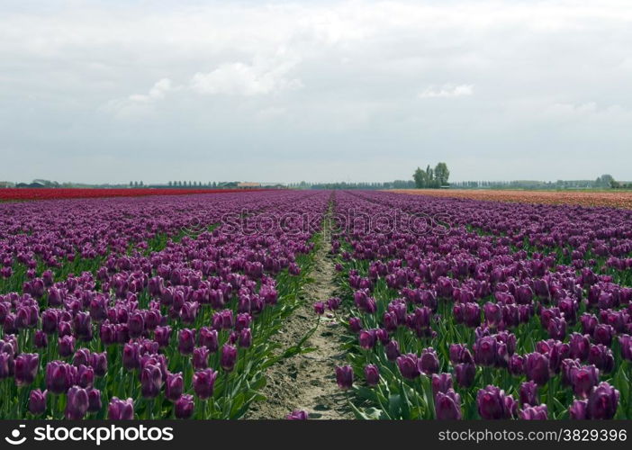 pink special color tulips in dutch field Holland europe