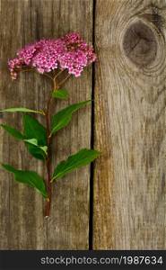 Pink Spirea Flower on a Wooden Rustic Background Studio Photo. Pink Spirea Flower on a Wooden Rustic Background