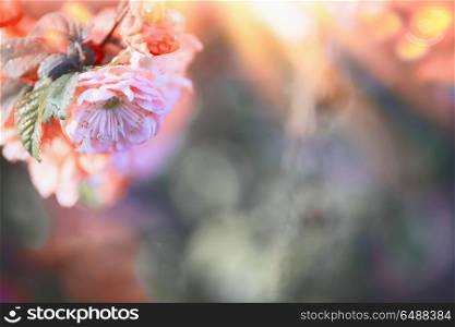 Pink spring blossom background with bokeh, outdoor nature
