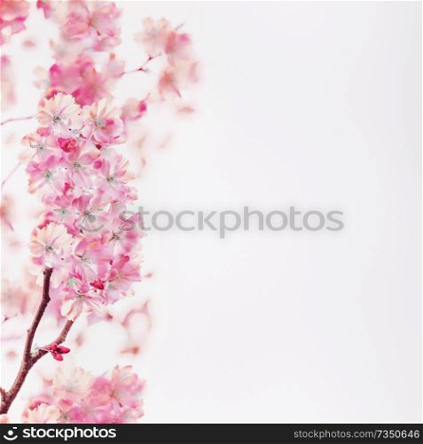 Pink spring blossom of cherry on white background. Floral border. Springtime nature background