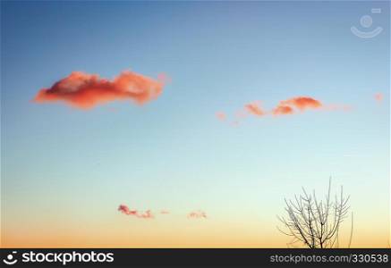 Pink spring clouds in the evening sky look like a good eye and a smile addressed to a lone tree.. Three pink clouds in the evening sky