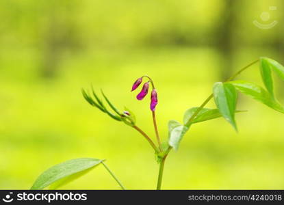 pink spring flower on the forest