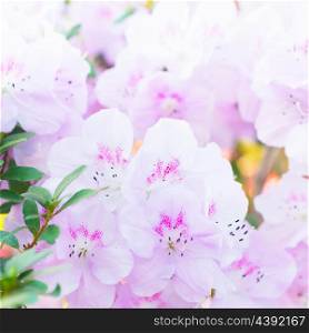 Pink spring flowers azalea rhododendron in the garden