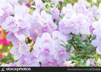 Pink spring flowers azalea rhododendron in the garden