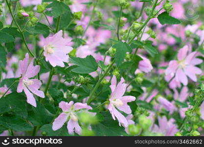 pink spring flowers in green field