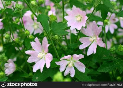 pink spring flowers in green field