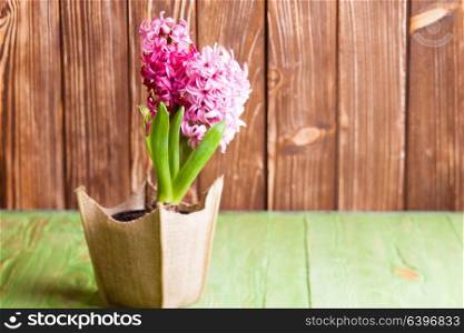 Pink spring hyacinth in a pot. Revival concept. Pink spring flowers