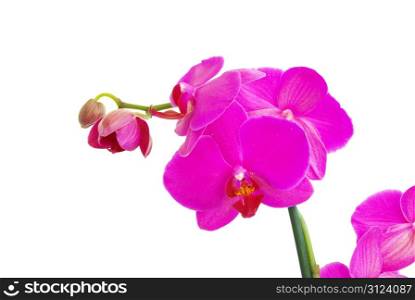 pink stem of orchids isolated on white